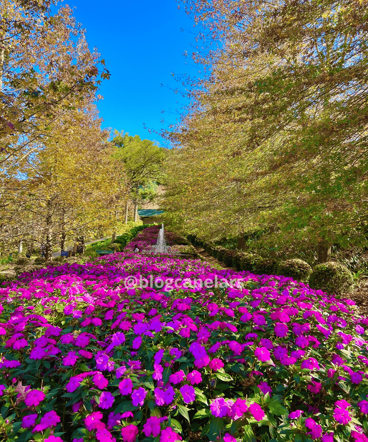 Folhas douradas, ar fresco e um cenário de cinema: o outono em Gramado é simplesmente inesquecível!